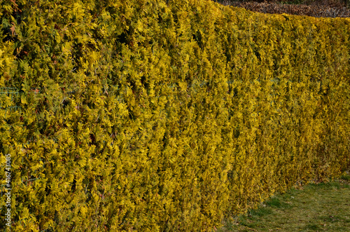 This conically growing cultivar has green yellow needles all year round. They are flat and scaly. They are used in hedges, in groups, but also as a solitaire in smaller spaces, where its yellowish  photo