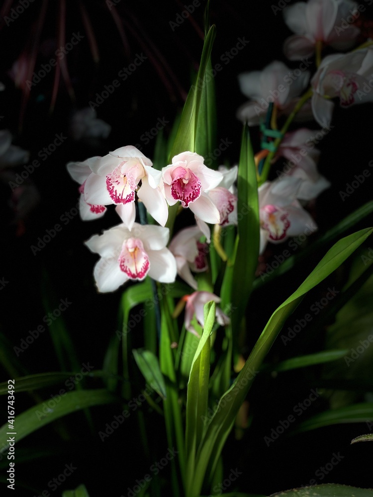 Obraz premium pink and white orchid