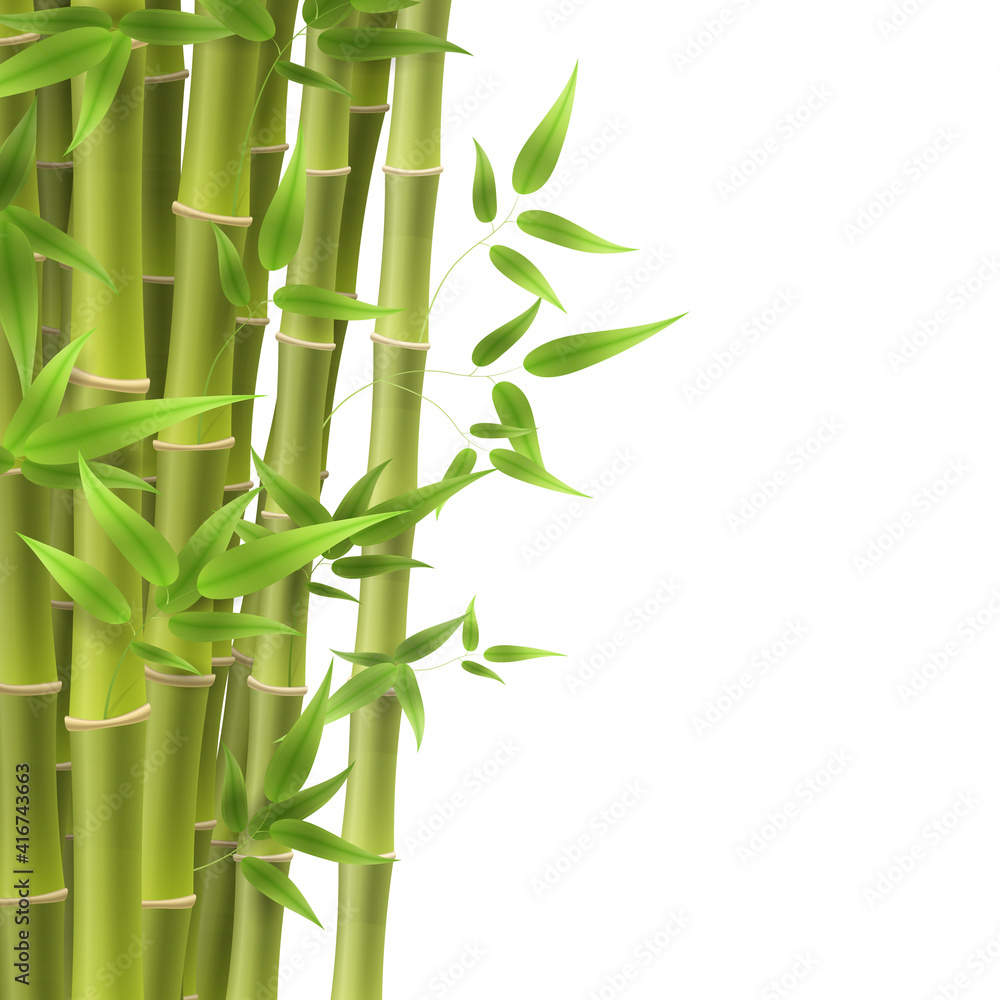 Fototapeta premium Bamboo tree leaf, plant stem and stick. Bamboo green and brown decoration elements in realistic style.