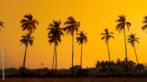 Silhouette of palm tree at sunset background