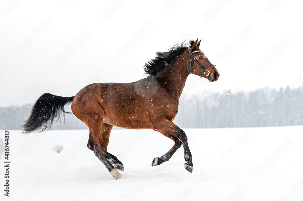 Running brown english thoroughbred on snow. Power, elegance. Running brown english thoroughbred on snow. Power, elegance.
