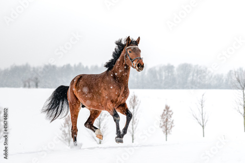 Running brown english thoroughbred on snow. Power  elegance.