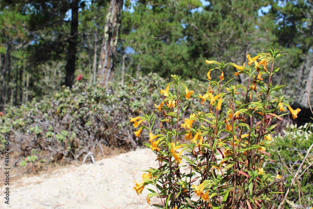 Obraz premium 17 Mile Drive