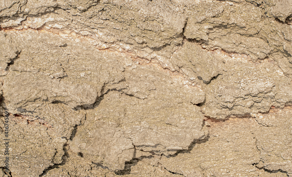 aspen bark background aspen bark background