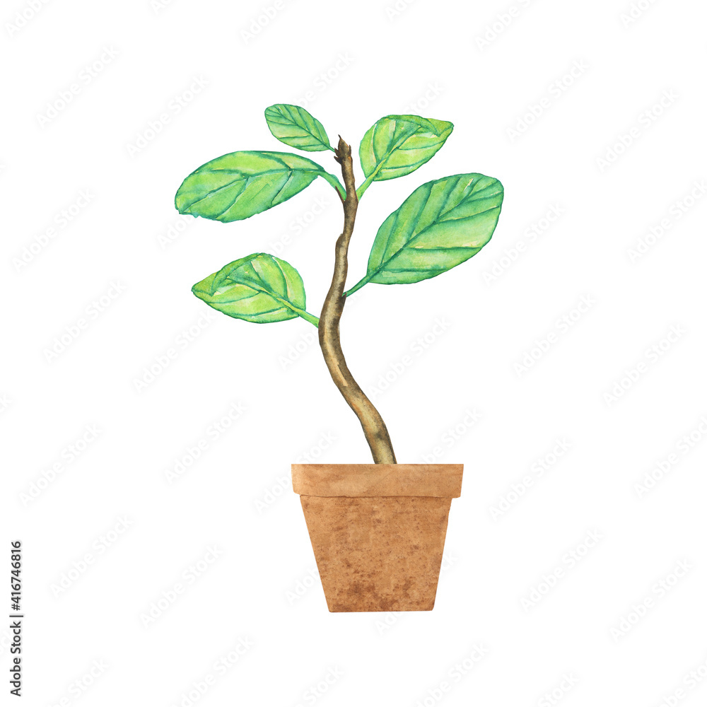 Fototapeta premium Little tree in clay pot isolated on white background. Watercolor hand drawing illustration. Seedling with young leaves.