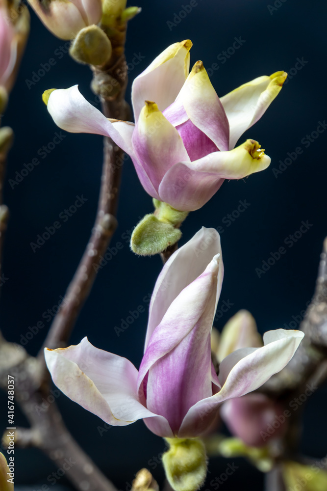 Obraz premium Magnolia flower in a vase
