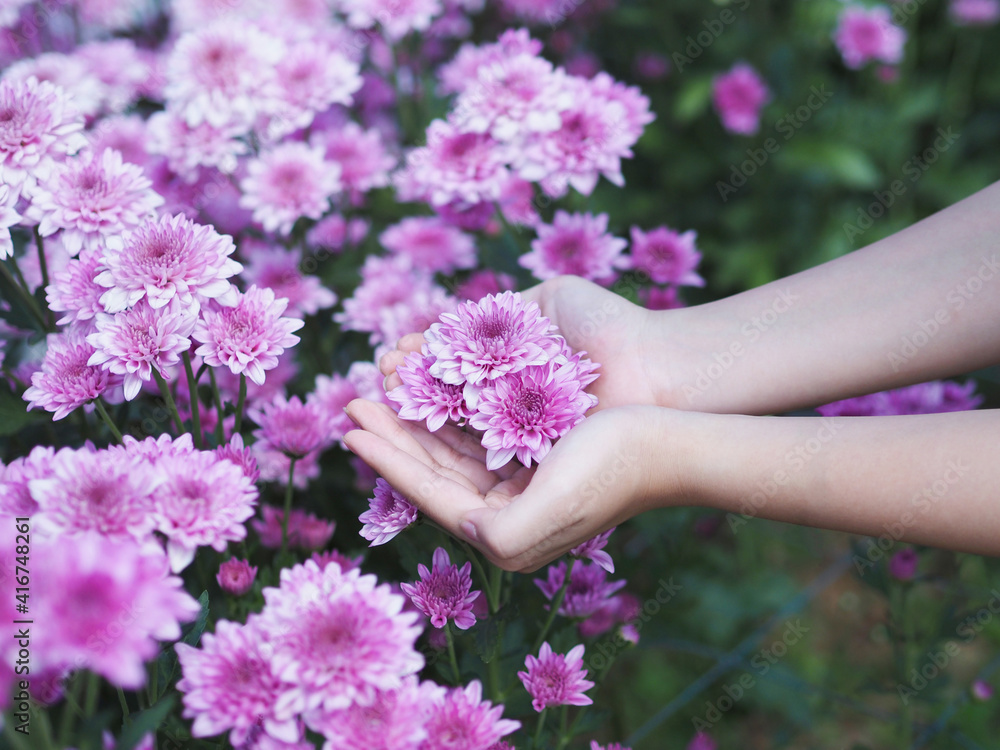 hand holding Chrysanthemum flowers at farm. hand holding Chrysanthemum flowers at farm.