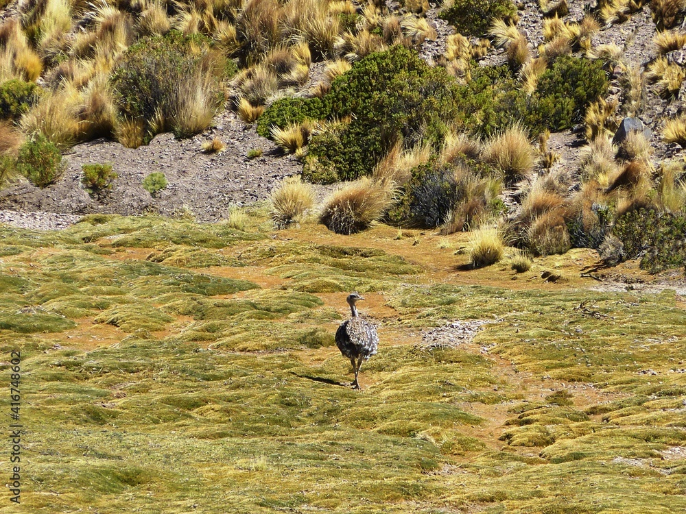 Bolivia ostrich bird Nandu de Magallanes Rhea pennata in Wildlife Reserve, Bolivia, South America. Bird Nandu grazing in bofedales pasture. Wild puna grassland with tussock grass. Bolivia ostrich bird Nandu de Magallanes Rhea pennata in Wildlife Reserve, Bolivia, South America. Bird Nandu grazing in bofedales pasture. Wild puna grassland with tussock grass.