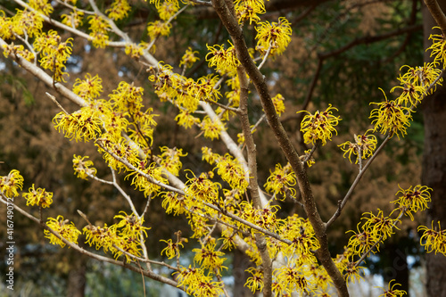 Witch hazel that yellow beautiful flowers bloom early spring. photo