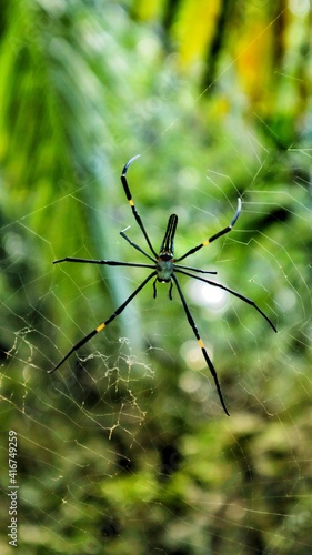 spider on a leaf © Bind