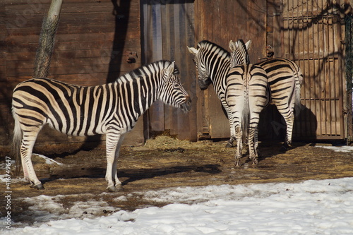 zebras at the zoo in winter scenery
