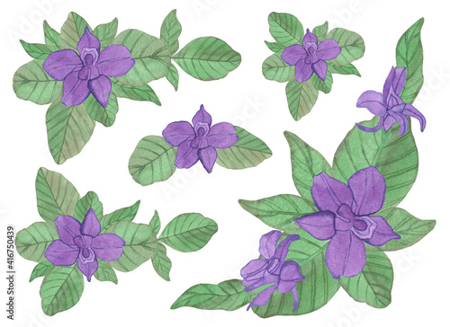 Watercolor composition of violet purple spring flowers with leaves