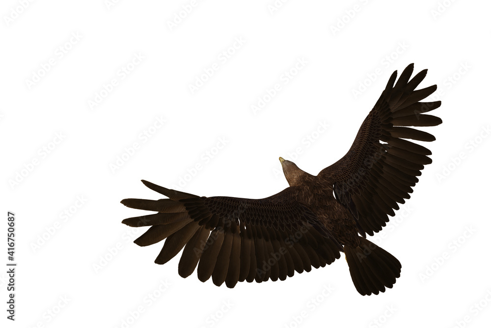 Golden Eagle in flight seen from above, 3D illustration isolated on white background. Golden Eagle in flight seen from above, 3D illustration isolated on white background.