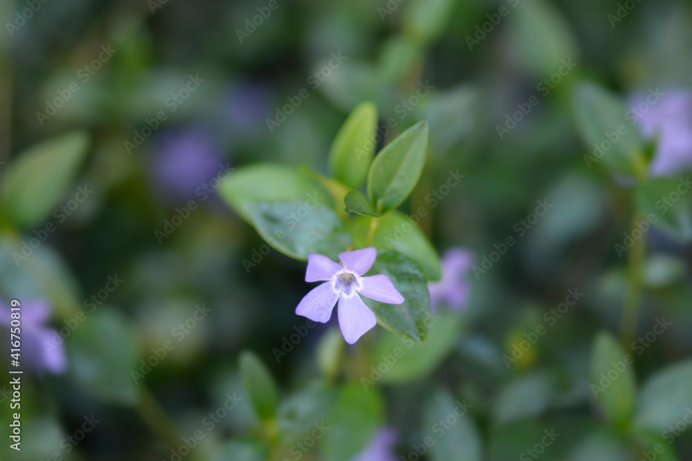 Lesser Periwinkle Lesser Periwinkle