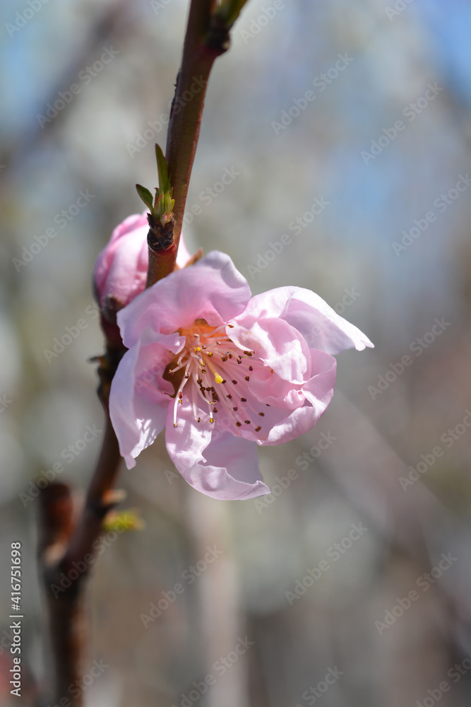 Nectarine Independence Nectarine Independence