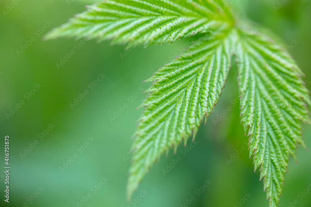 Beautiful and textured green leaf close-up. Beautiful and textured green leaf close-up.
