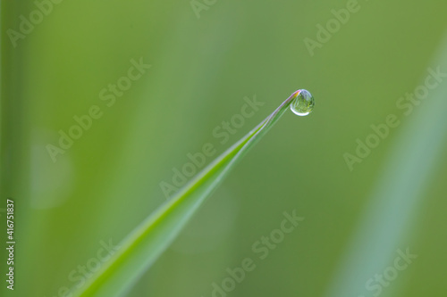 A beautiful composition with a drop and grass. A drop of rain on a fragile straw