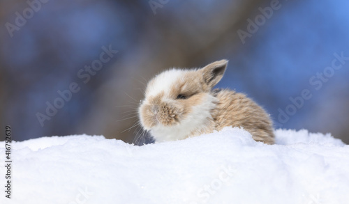 Cute brown Easter bunny in the snow