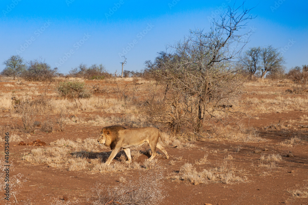 Naklejka premium a lion walks on the savanna