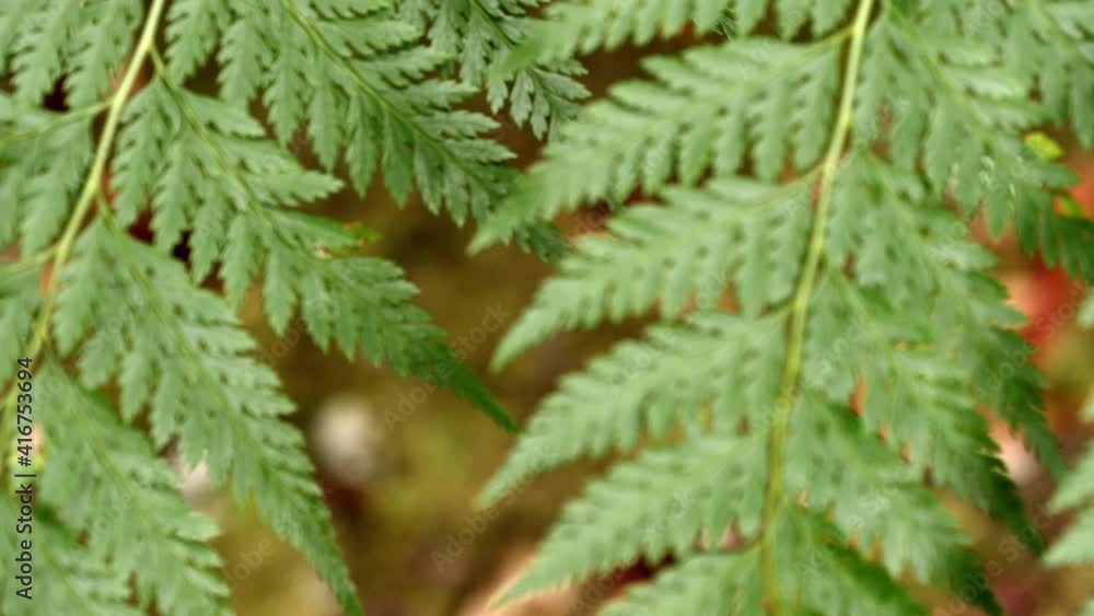 Slow rack focus pullout of delicate fronds of green fern. Close up. Slow rack focus pullout of delicate fronds of green fern. Close up.