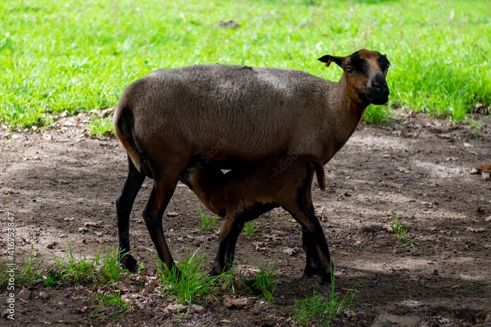 Schaf mit Lamm Schaf mit Lamm