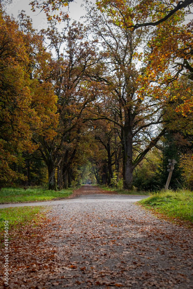 Obraz premium Waldweg