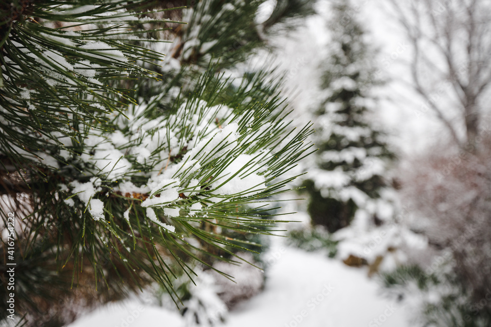 Christmas tree branches sprinkled with snow in winter