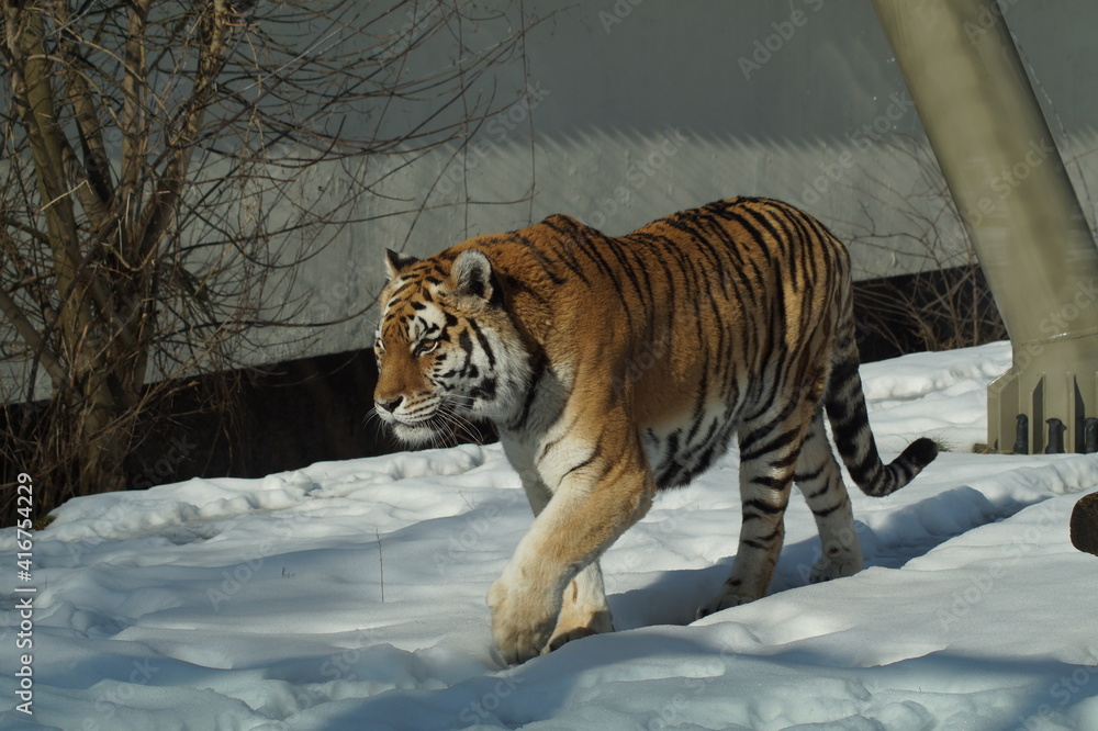 Obraz premium Amur tiger in winter scenery - Panthera tigris altaica