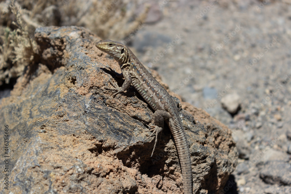 Lizard Gallotia Galloti is bading on a rock in the sun Lizard Gallotia Galloti is bading on a rock in the sun