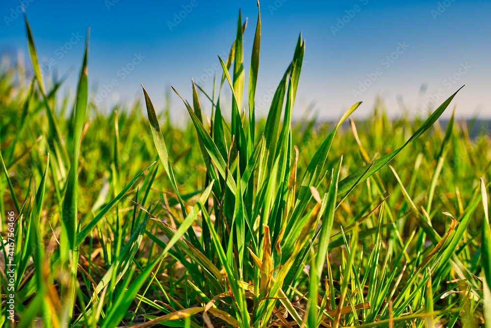 Obraz premium Grünes Gras 