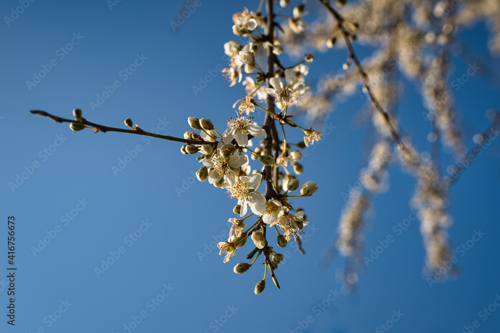 Kirschblüte im Hintergrund vor blauem Himm Kirschblüte im Hintergrund vor blauem Himm