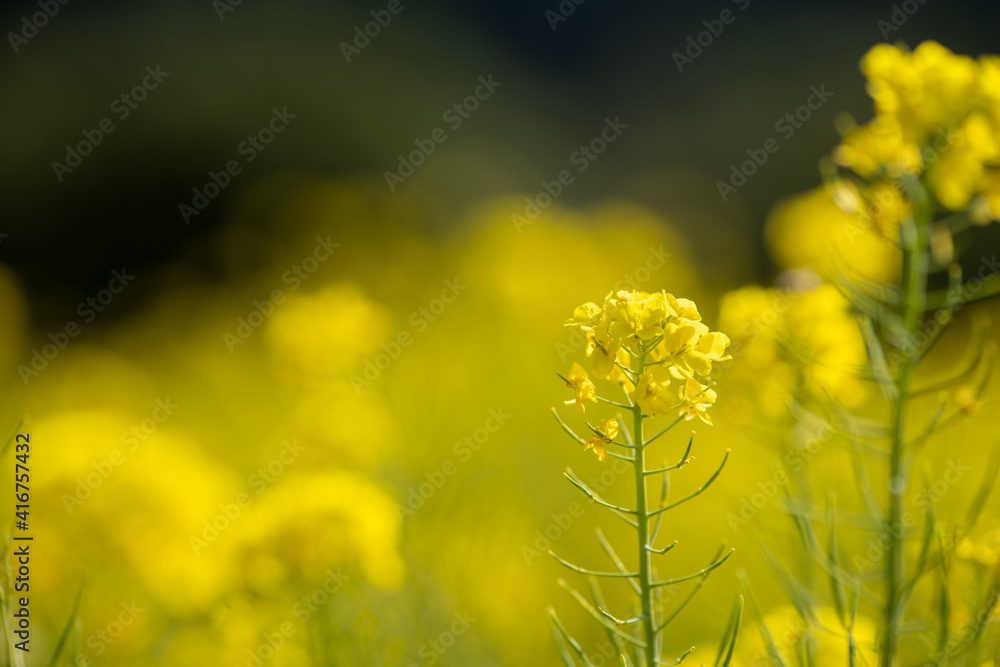 満開の菜の花