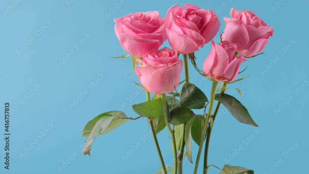Dolly shot, Bouquet of pink rose flowers in glass vase on blue background. Fresh cut flowers Bouquets. 4K resolution. Dolly shot, Bouquet of pink rose flowers in glass vase on blue background. Fresh cut flowers Bouquets. 4K resolution.