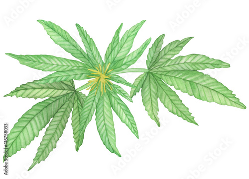 Watercolor Green branche of blossom Cannabis plant with leaves