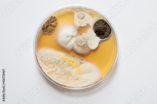 Top down shot of colonies of mold in a petri dish on white background