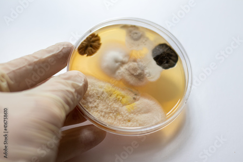 Hand in gloves holding petri dish in a lab, close up of black and white and yellow mold fungus and bacteria on white background 