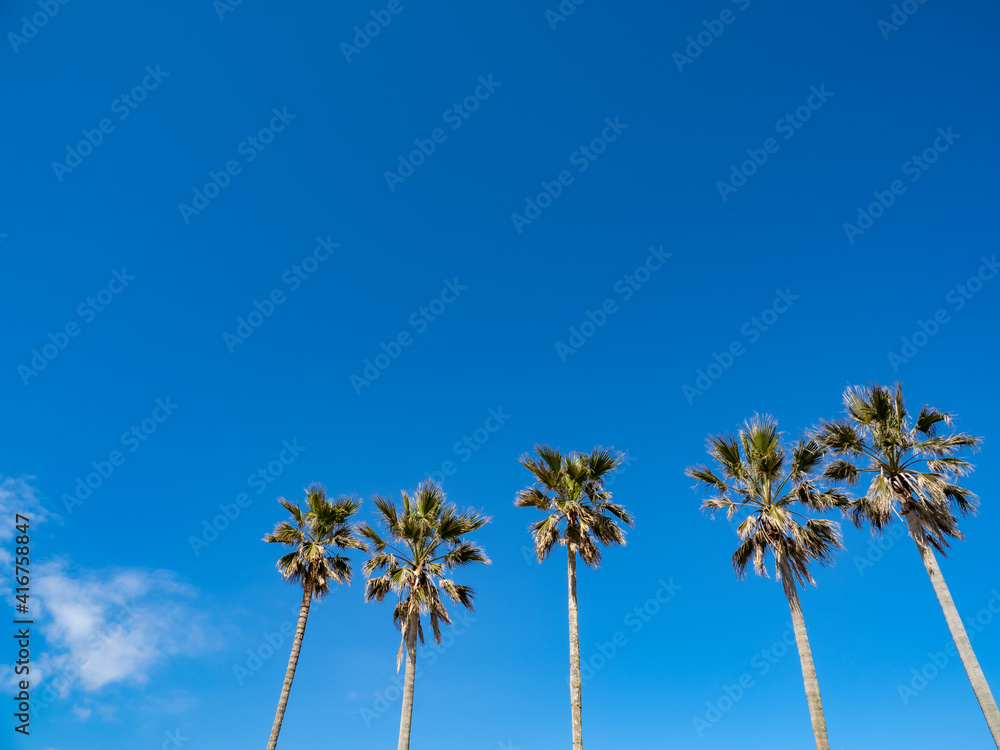 Fototapeta premium 青空と椰子の木