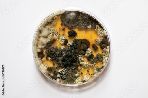 Close up of colonies of germs and mold grown in a petri dish on white background, top down shot