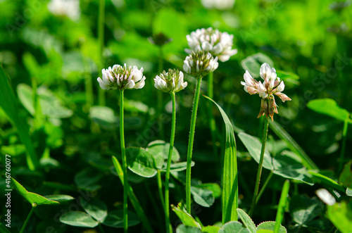 Green lawn. White flowers of a young clover in the garden under the rays of the sun