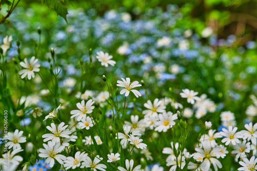 bunte Frühlingswiese Frühlingsblumen auf der Wiese im Frühling bunte Frühlingswiese Frühlingsblumen auf der Wiese im Frühling