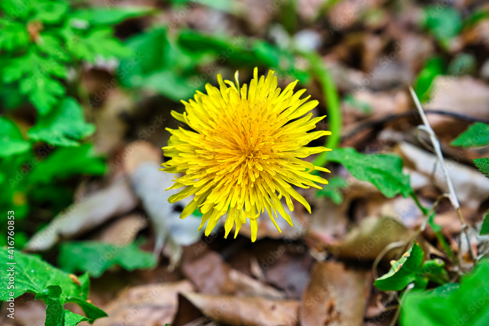 bunte Frühlingswiese Frühlingsblumen auf der Wiese im Frühling bunte Frühlingswiese Frühlingsblumen auf der Wiese im Frühling