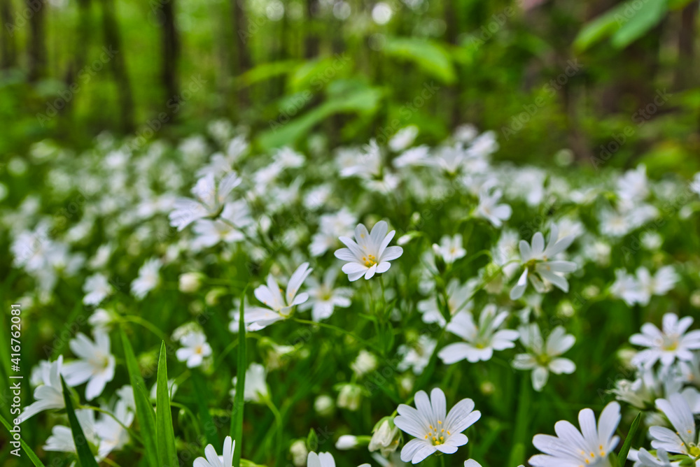 bunte Frühlingswiese Frühlingsblumen auf der Wiese im Frühling bunte Frühlingswiese Frühlingsblumen auf der Wiese im Frühling