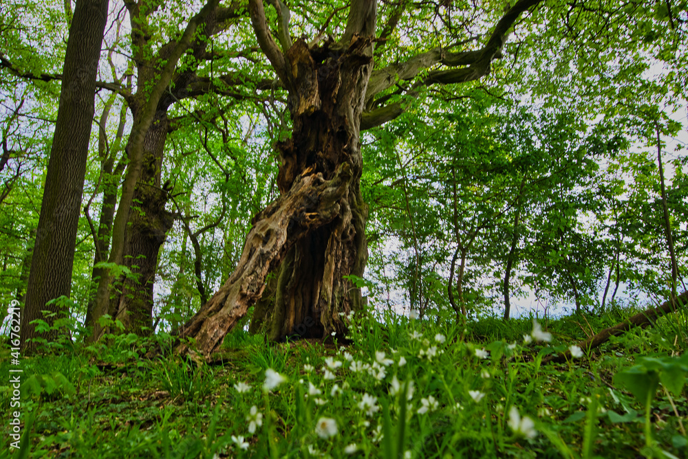 Fototapeta premium Wald im Frühling
