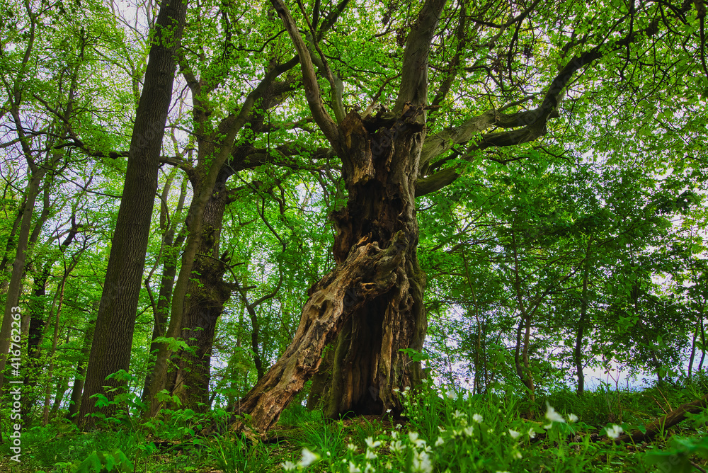 Fototapeta premium Wald im Frühling