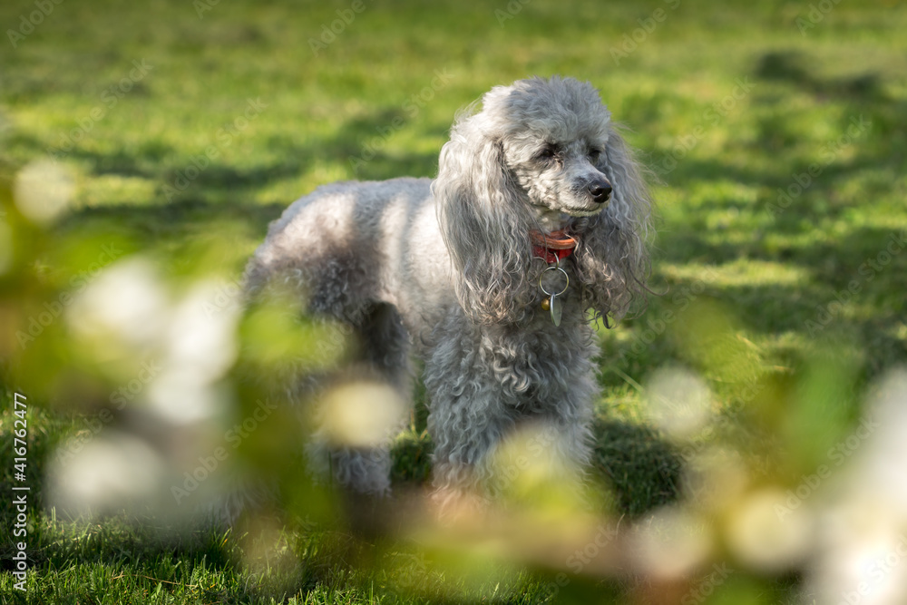 A miniature gray poodle toy laying on a green lawn on a sunny day. Out of focus branch in the foreground. A miniature gray poodle toy laying on a green lawn on a sunny day. Out of focus branch in the foreground.