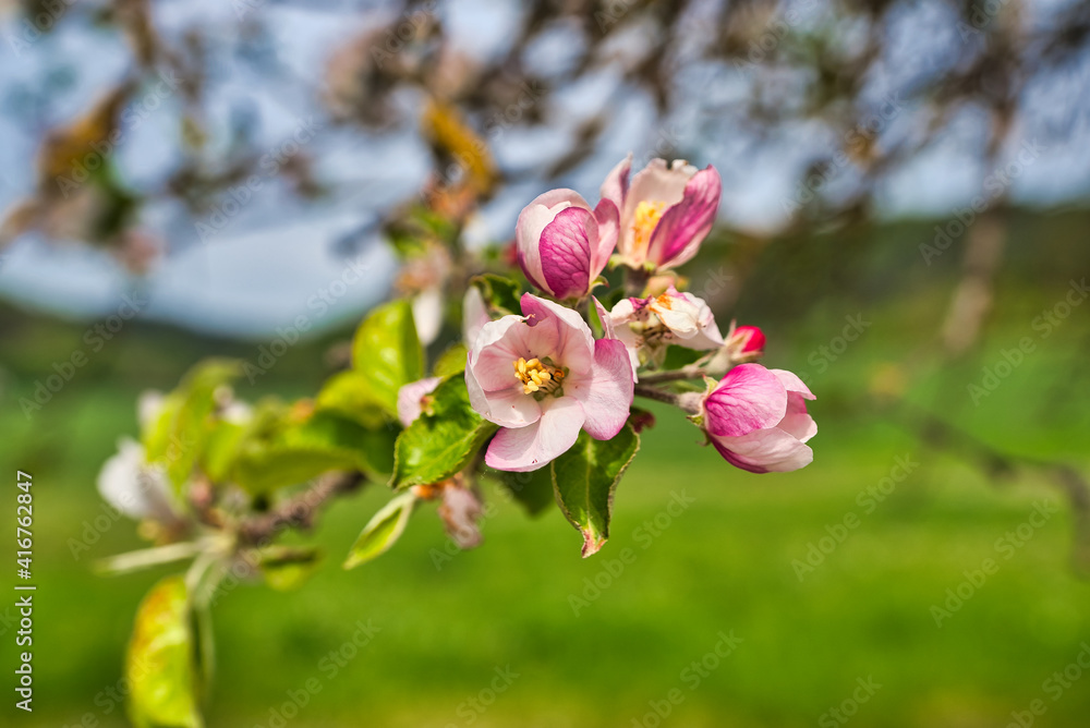 Fototapeta premium bunte Frühlingswiese Frühlingsblumen auf der Wiese im Frühling