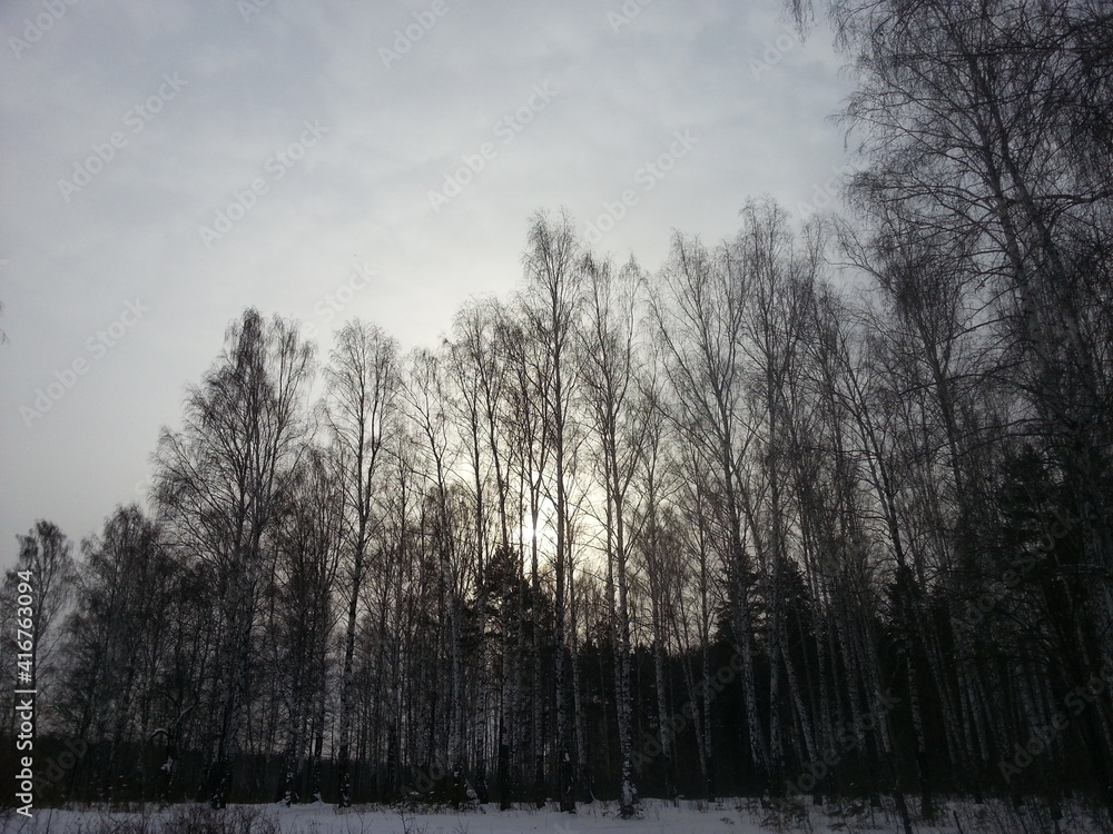 Obraz premium fog in the forest