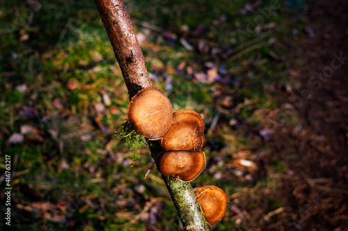 Mushrooms growing on a branch