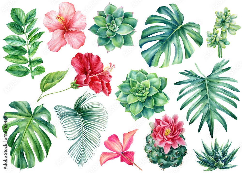 Set Tropical flowers and leaves on isolated white background ...