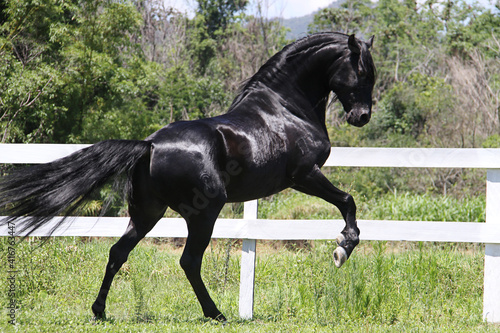 horses in freedom